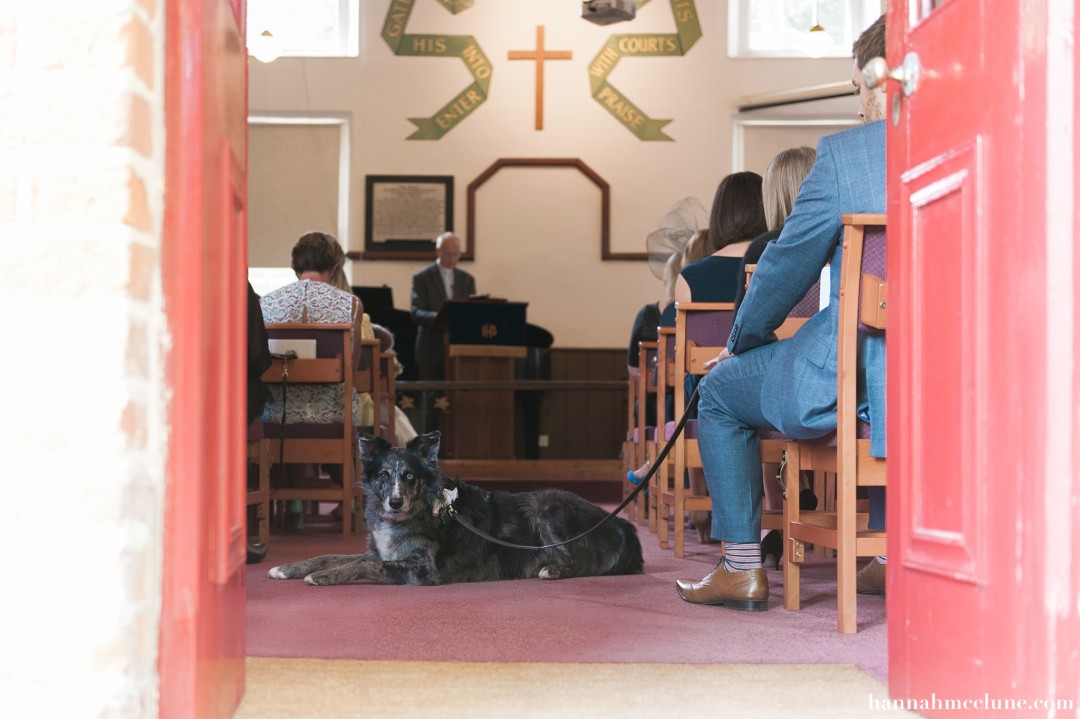 dogs at weddings